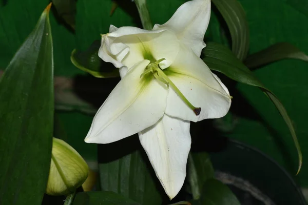 Hermosa Flor Lirio Sobre Fondo Borroso Concepto Verano Vista Cercana — Foto de Stock