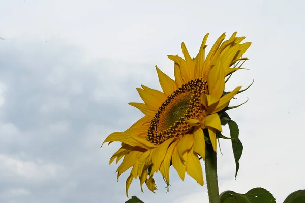 Beautiful Sunflower Blue Sky Background — Stock Photo, Image