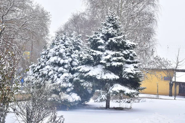 Schneebedeckte Äste Park Wintertag — Stockfoto