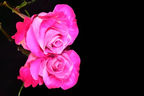 Bela Rosa Flor Com Reflexão Sobre Fundo Escuro Conceito Verão — Fotografia de Stock