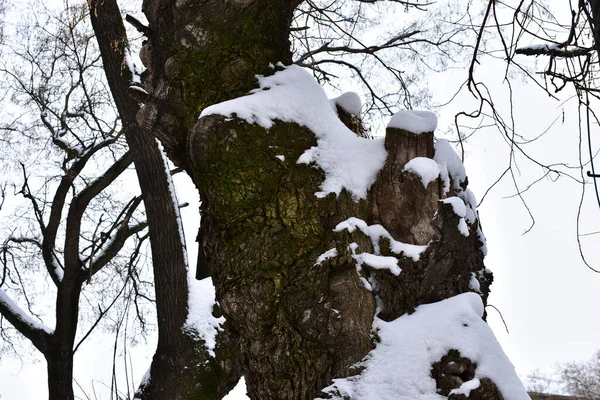 Branches Arbres Couvertes Neige Dans Parc Jour Hiver — Photo