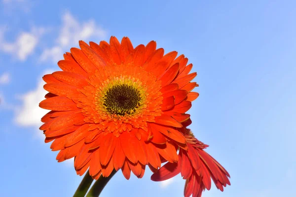 Красиві Квіти Фоні Блакитного Неба — стокове фото