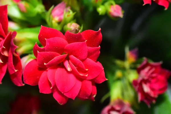 Bouquet Beautiful Flowers Dark Background Summer Concept Close View — Stock Photo, Image