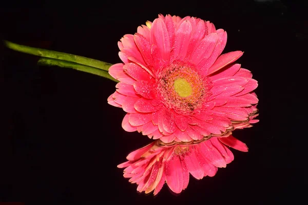 Bella Gerbera Sfondo Scuro Concetto Estivo Vista Vicino — Foto Stock