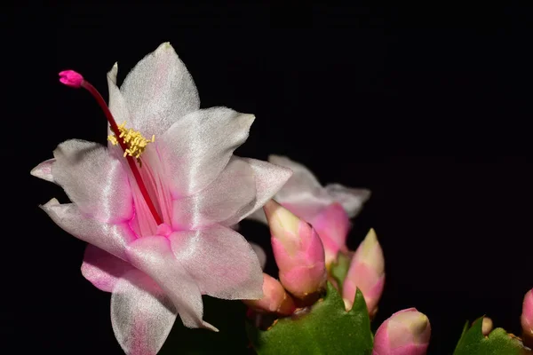 Schöne Dezembristenblumen Auf Dunklem Hintergrund Sommerkonzept Nahsicht — Stockfoto