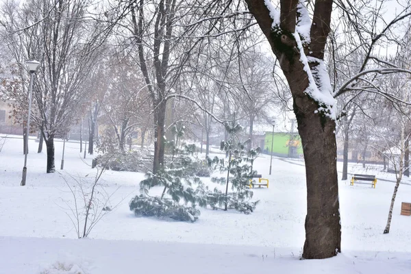 冬の日に公園の雪に覆われた木の枝 — ストック写真