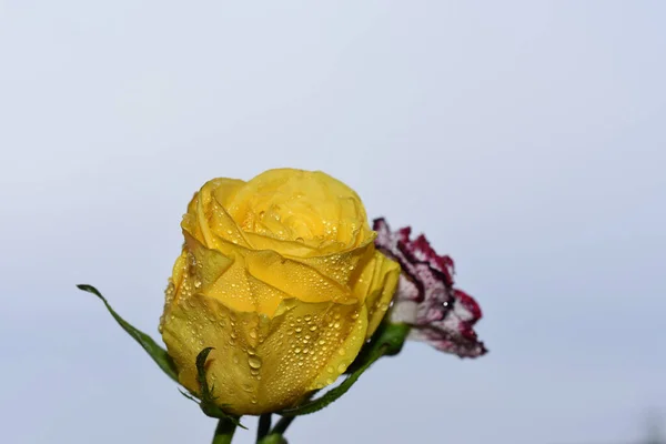 Belas Flores Fundo Céu Azul — Fotografia de Stock