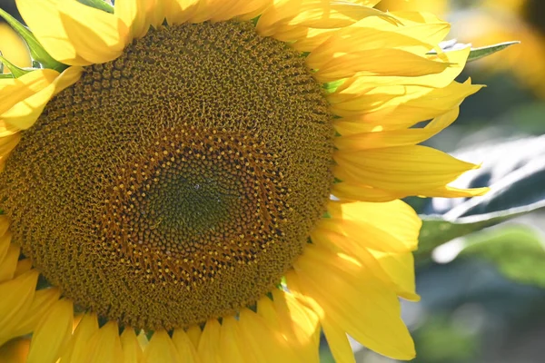 Beau Tournesol Poussant Plein Air Concept Été Vue Rapprochée — Photo