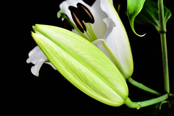 Kauniit Kukat Tummalla Pohjalla Kesäkonsepti Lähikuva — kuvapankkivalokuva