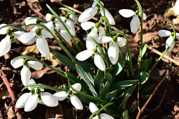 Fragile rose blossom on blue sky background