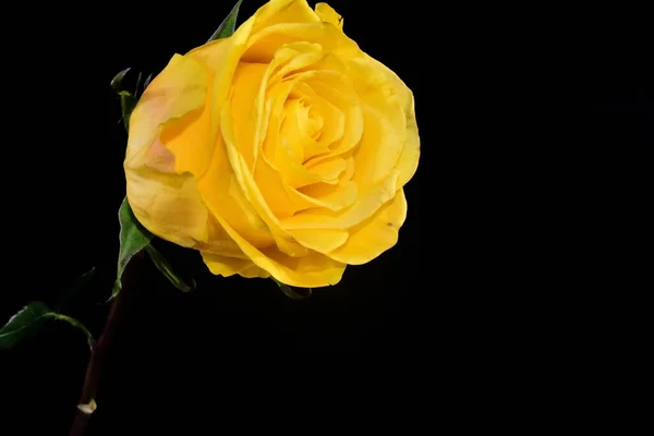 Koyu arkaplanda güzel bir gül, yaz konsepti, yakın görüş  