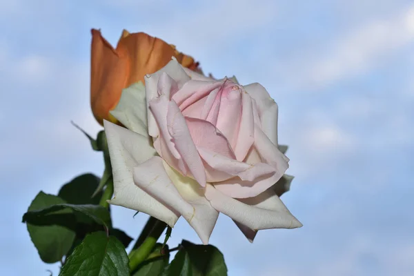 Belas Rosas Fundo Céu Azul — Fotografia de Stock