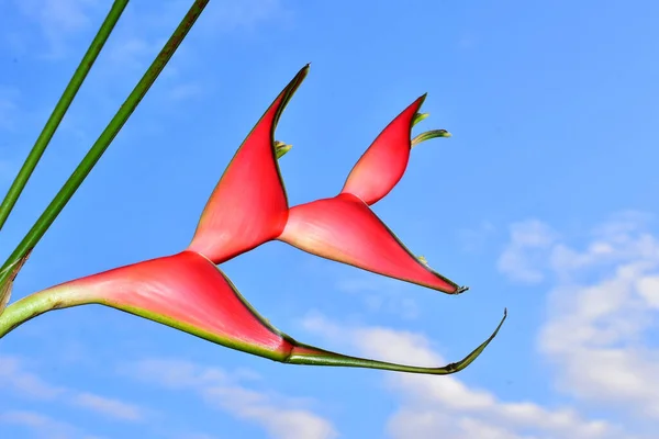 Красивые Розовые Цветы Голубом Фоне Неба — стоковое фото