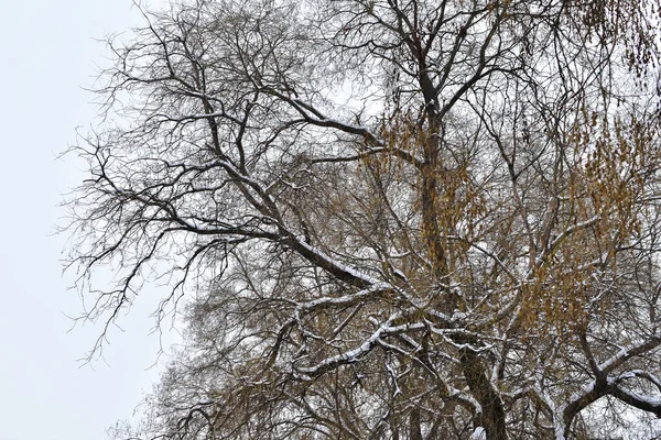Besneeuwde Boomtakken Het Park Winterdag — Stockfoto
