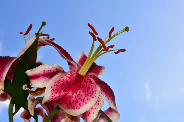 Krásné Květiny Modré Obloze Pozadí — Stock fotografie