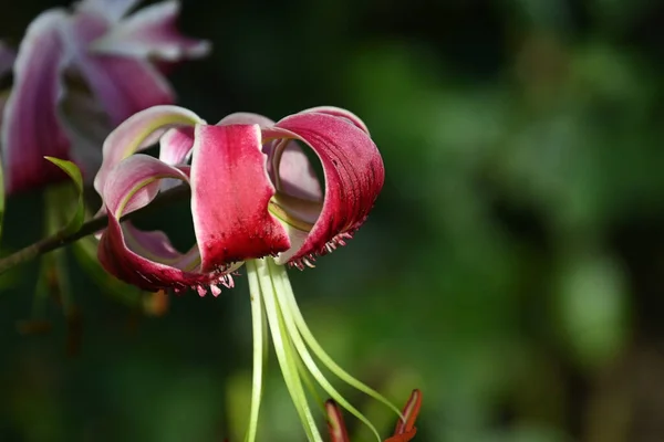 Beautiful Lily Flower Growing Outdoor Summer Concept Close View — Stock Photo, Image