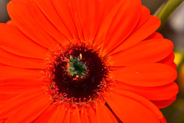 Hermosa Gerbera Sobre Fondo Oscuro Concepto Verano Vista Cercana —  Fotos de Stock