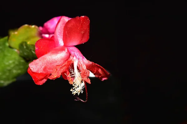 Hermosa Flor Decembrista Sobre Fondo Oscuro Concepto Verano Vista Cercana — Foto de Stock