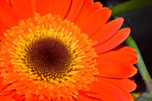 Hermosa Gerbera Sobre Fondo Oscuro Concepto Verano Vista Cercana —  Fotos de Stock