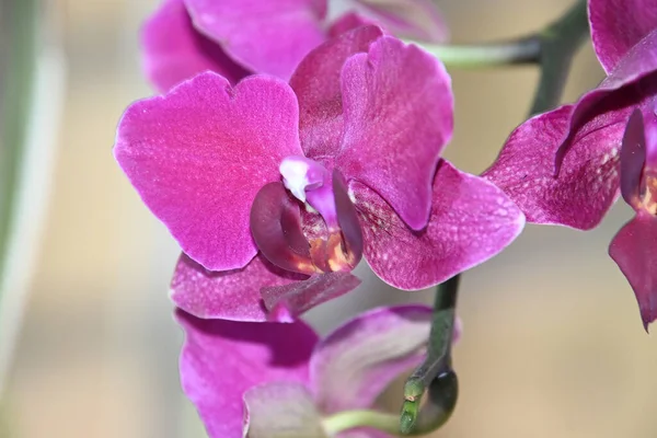 Flores Bonitas Orchid Fundo Borrado Conceito Verão Vista Próxima — Fotografia de Stock