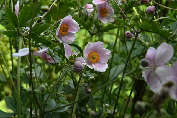 Hermosas Flores Que Crecen Aire Libre Concepto Verano Vista Cercana — Foto de Stock