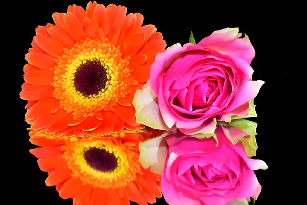 Krásné Květiny Tmavém Pozadí Letní Koncept Zblízka — Stock fotografie