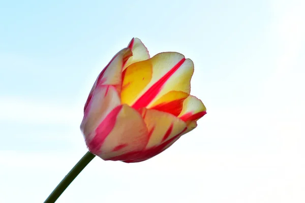 Frágil Flor Tulipán Sobre Fondo Azul Del Cielo — Foto de Stock