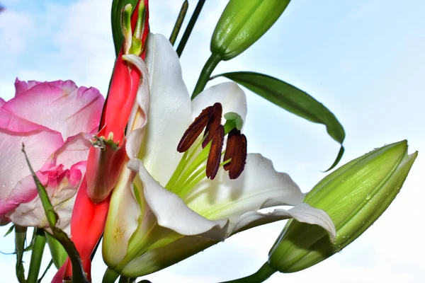 Belas Flores Cor Rosa Fundo Azul Céu — Fotografia de Stock
