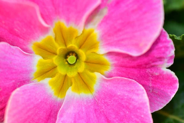 Belle Fleur Sur Fond Naturel Flou Concept Été Vue Rapprochée — Photo