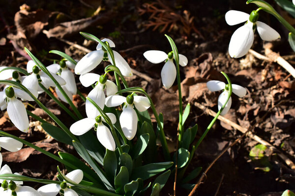 Fragile rose blossom on blue sky background