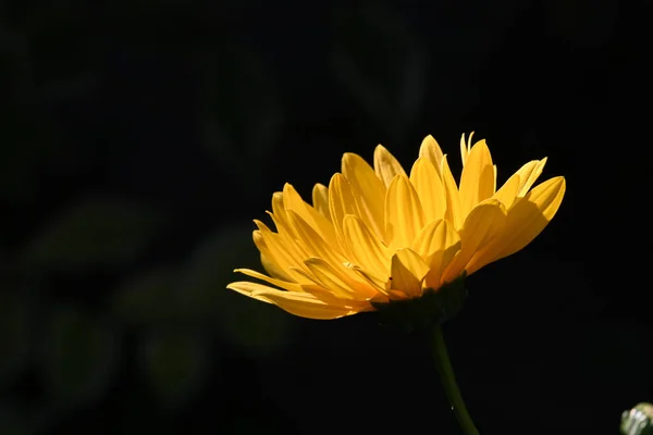 Hermosa Flor Que Crece Aire Libre Concepto Verano Vista Cercana — Foto de Stock