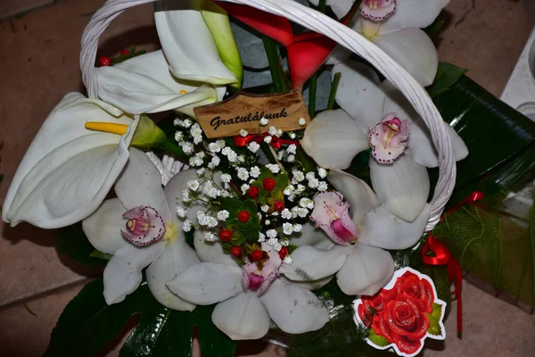 Όμορφα Λουλούδια Θολή Φόντο Έννοια Του Καλοκαιριού Κοντινή Θέα — Φωτογραφία Αρχείου