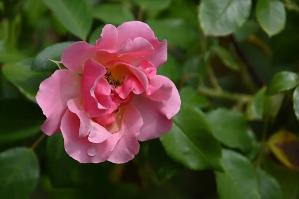 Bela Rosa Fundo Escuro Conceito Verão Vista Perto — Fotografia de Stock