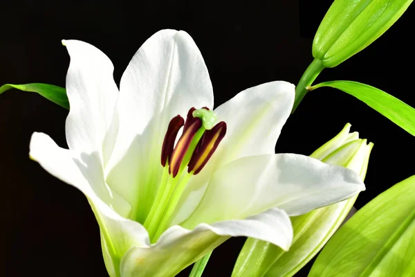 Beautiful Lily Dark Background Summer Concept Close View — Stock Photo, Image