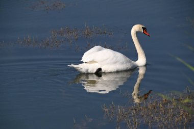 Güzel beyaz kuğu yaz günü göl yüzeyinde yüzüyor. 