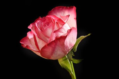 Koyu arkaplanda güzel bir gül, yaz konsepti, yakın görüş  