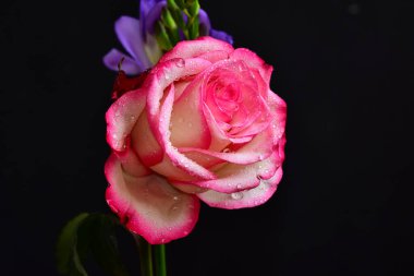 Koyu arkaplanda güzel çiçekler, yaz konsepti, yakın manzara  