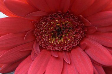 Karanlık arka planda güzel Gerbera çiçeği, yaz konsepti, yakın görüş  