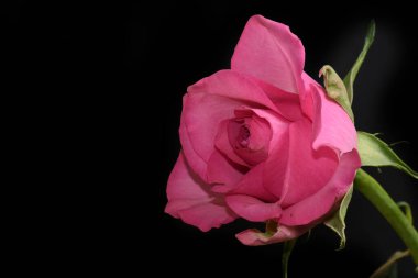 Koyu arkaplanda güzel bir gül, yaz konsepti, yakın görüş  