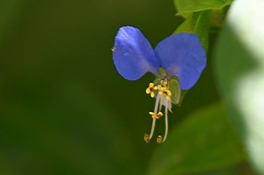 Güneşli yaz gününde bahçede büyüyen güzel bir çiçek. 