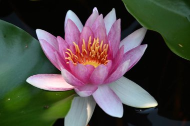 Güzel çiçek açan nilüfer çiçekleri yaz günü gölette büyür. 