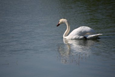 Güzel beyaz kuğu yaz günü göl yüzeyinde yüzüyor. 