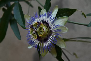 Güneşli yaz gününde bahçede büyüyen güzel bir çiçek. 