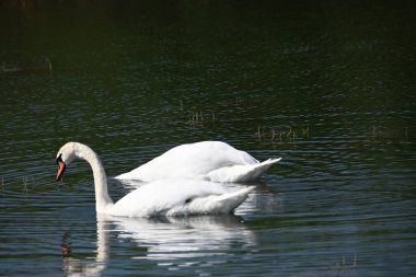 Güzel beyaz kuğular yaz günü göl yüzeyinde yüzerler. 