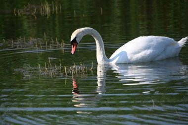 Güzel beyaz kuğu yaz günü göl yüzeyinde yüzüyor. 