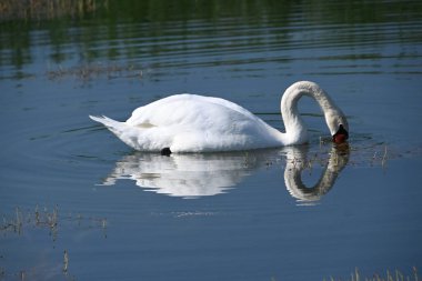 Güzel beyaz kuğu yaz günü göl yüzeyinde yüzüyor. 