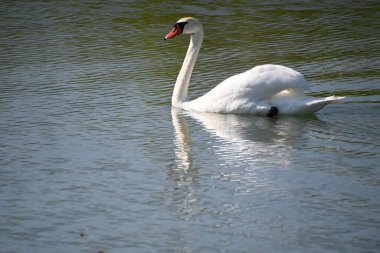 Güzel beyaz kuğu yaz günü göl yüzeyinde yüzüyor. 