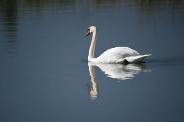 Güzel beyaz kuğu yaz günü göl yüzeyinde yüzüyor. 