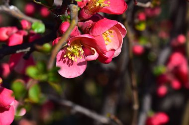 Pembe çiçekli kiraz ağacı dalları. Yakın plan, bahar konsepti.  