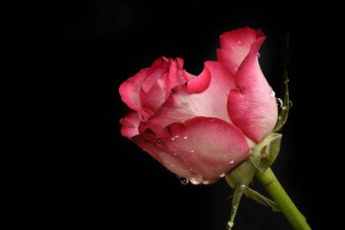 Koyu arkaplanda güzel bir gül, yaz konsepti, yakın görüş  